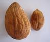 Raw Apricot Kernels Rainbow Acres